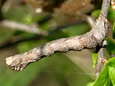 Crocallis elinguaria