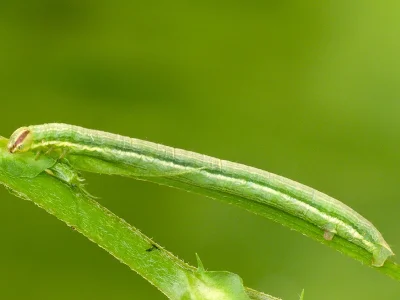 Isturgia arenacearia