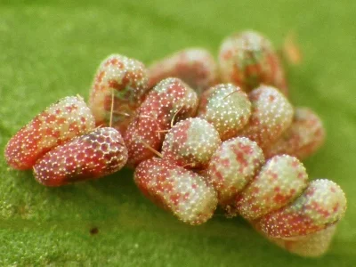 Isturgia arenacearia