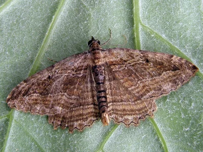 Philereme transversata