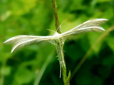Merrifieldia baliodactylus