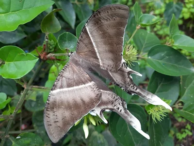 Lyssa menoetius
