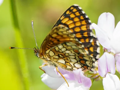 Melitaea (Mellicta) athalia