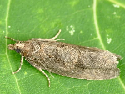 Epinotia sordidana