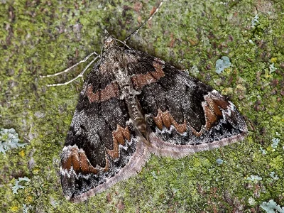 Dysstroma citrata