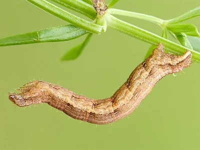 Epirrhoe molluginata