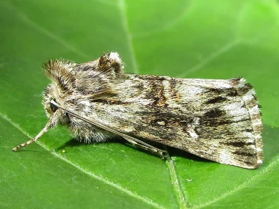 Calophasia lunula