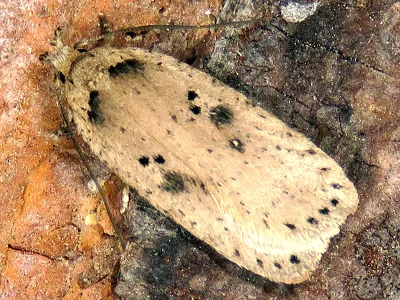Agonopterix yeatiana