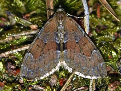 Thera obeliscata