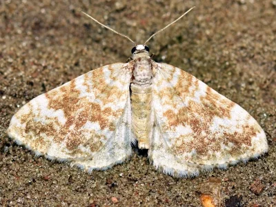 Perizoma flavofasciata