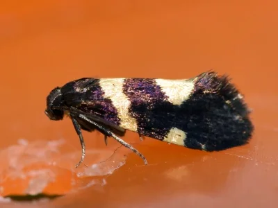 Lampronia luzella