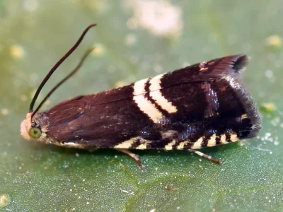 Grapholita (G.) pallifrontana