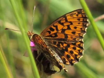 Boloria (Clossiana) dia