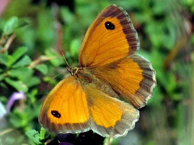 Pyronia (P.) tithonus