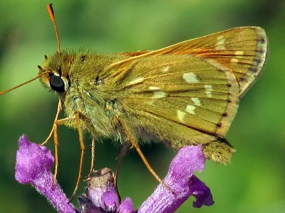 Hesperia comma