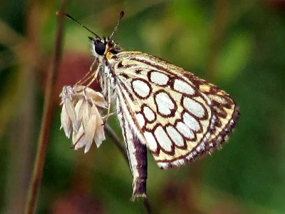 Heteropterus morpheus