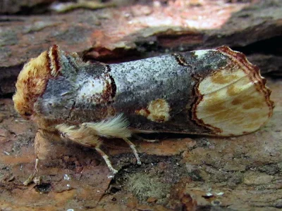 Phalera (P.) bucephaloides