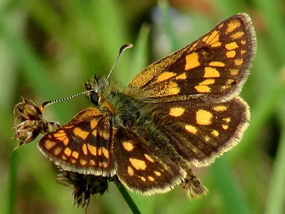 Carterocephalus palaemon