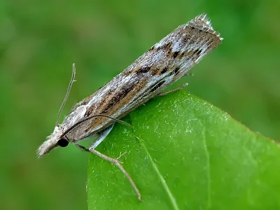 Pediasia fascelinella