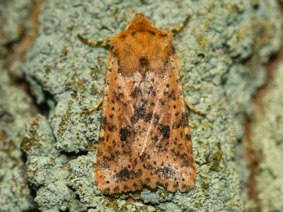 Conistra (Dasycampa) rubiginea