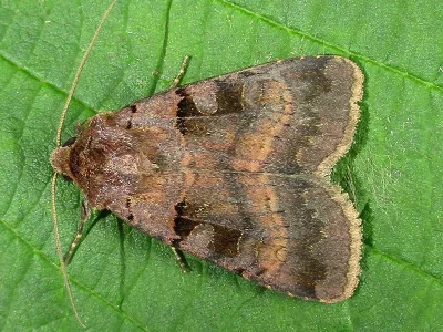 Xestia (X.) stigmatica