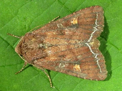 Lacanobia (Diataraxia) oleracea