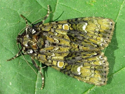 Craniophora ligustri