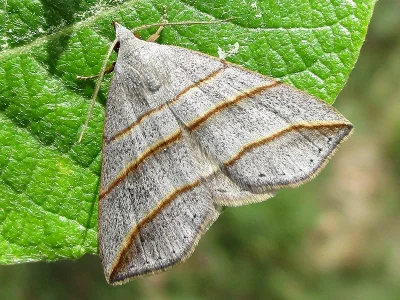 Colobochyla salicalis