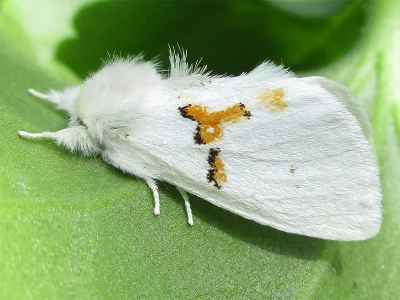 Leucodonta bicoloria