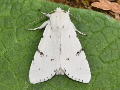 Acronicta (A.) leporina