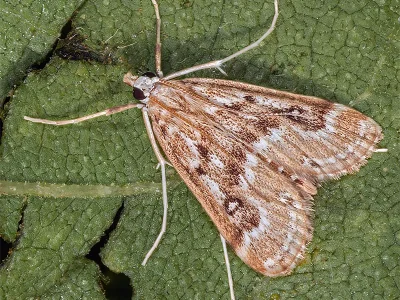 Parapoynx stratiotata