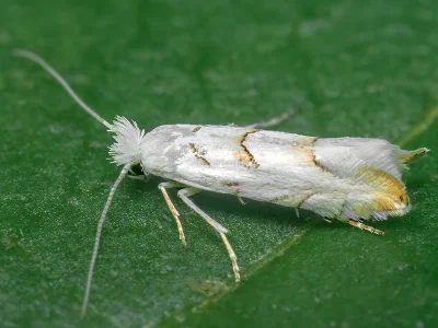 Phyllonorycter abrasella