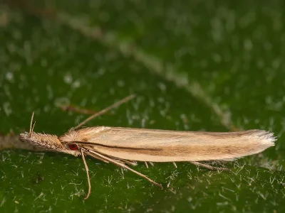 Pleurota (P.) pyropella