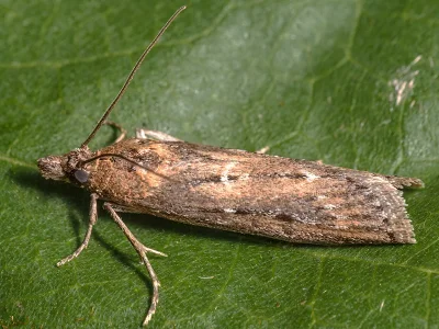 Pempeliella ornatella