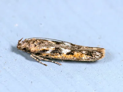 Caryocolum marmorea
