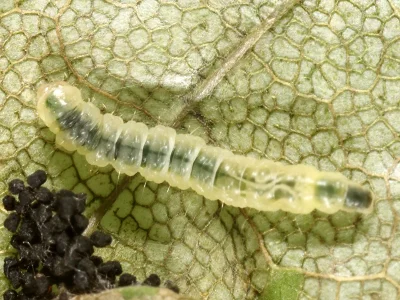 Caloptilia hemidactylella