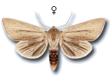 Sedina buettneri