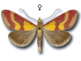 Pyrausta sanguinalis