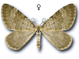 Colostygia aqueata