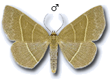 Trisateles emortualis