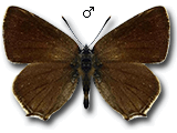 Satyrium (Nordmannia) armena