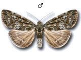 Evergestis sophialis