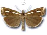 Crambus heringiellus