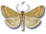 Pyrausta aerealis