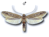 Limnaecia phragmitella