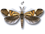 Alabonia staintoniella