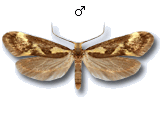 Denisia stipella