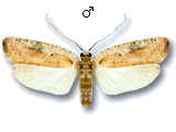 Agonopterix nervosa