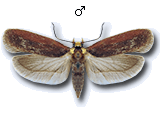 Depressaria (Depressaria) depressana