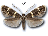Elachista (Aphelosetia) pullicomella